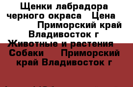 Щенки лабрадора черного окраса › Цена ­ 25 000 - Приморский край, Владивосток г. Животные и растения » Собаки   . Приморский край,Владивосток г.